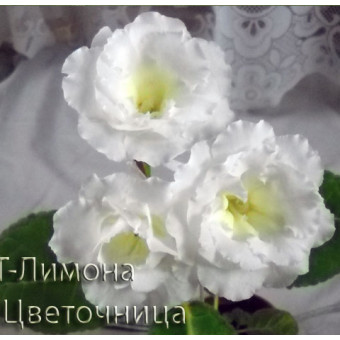 Глоксиния ЛТ-Лимона ( клубень 1 см )