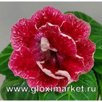 Глоксиния Мини Samanthe ( клубень 1,5 см )	